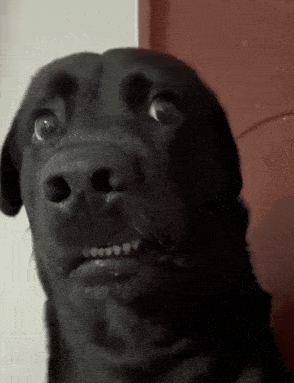 Confused Meme 17 - Funny Confused Reaction GIF