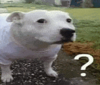 Confused Meme 6 - Funny Confused Reaction GIF