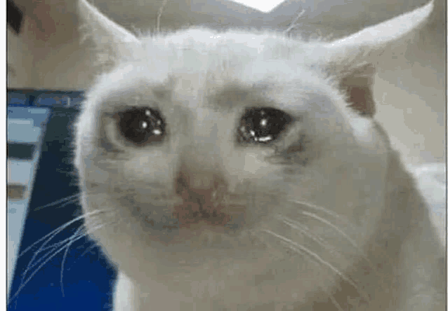 Crying Cat Meme 1 - Sad Cat Reaction GIF