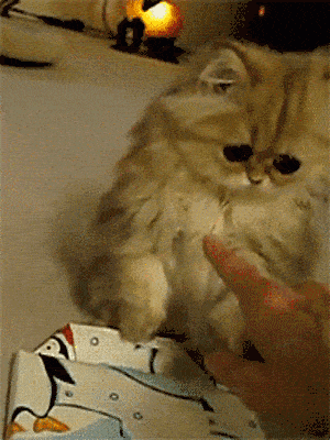 Crying Cat Meme 10 - Sad Cat Reaction GIF