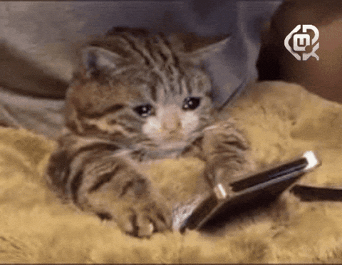 Crying Cat Meme 11 - Sad Cat Reaction GIF