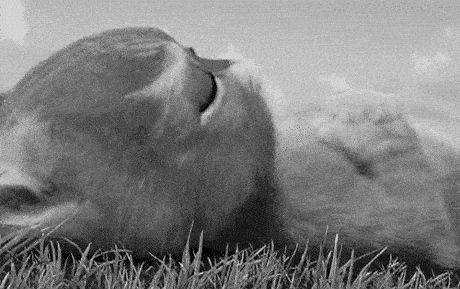 Crying Cat Meme 12 - Sad Cat Reaction GIF