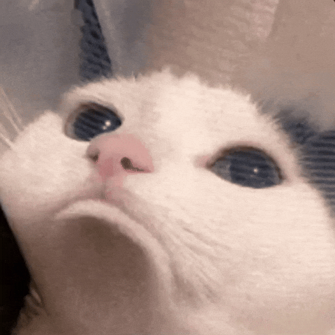 Crying Cat Meme 13 - Sad Cat Reaction GIF