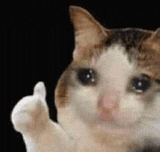 Crying Cat Meme 14 - Sad Cat Reaction GIF