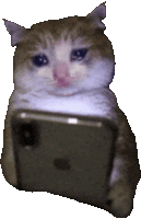 Crying Cat Meme 15 - Sad Cat Reaction GIF