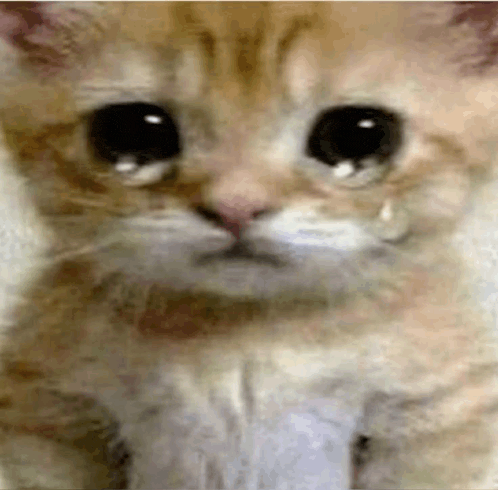 Crying Cat Meme 16 - Sad Cat Reaction GIF