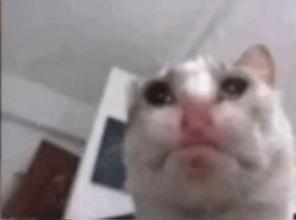 Crying Cat Meme 17 - Sad Cat Reaction GIF