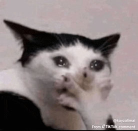 Crying Cat Meme 18 - Sad Cat Reaction GIF