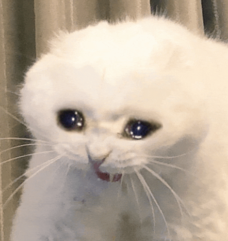 Crying Cat Meme 20 - Sad Cat Reaction GIF