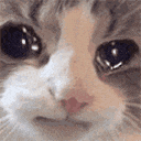 Crying Cat Meme 3 - Sad Cat Reaction GIF