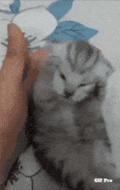 Crying Cat Meme 5 - Sad Cat Reaction GIF