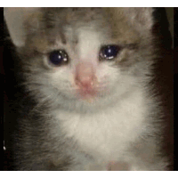 Crying Cat Meme 6 - Sad Cat Reaction GIF