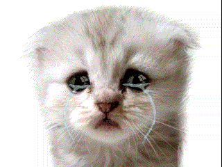 Crying Cat Meme 7 - Sad Cat Reaction GIF