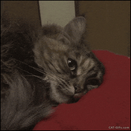 Crying Cat Meme 8 - Sad Cat Reaction GIF