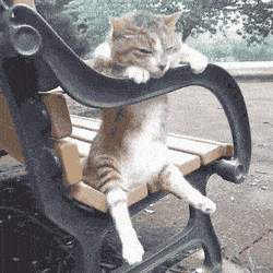 Crying Cat Meme 9 - Sad Cat Reaction GIF