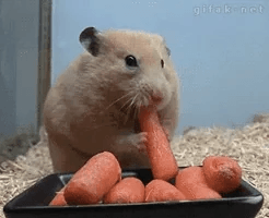 Hamster Meme 1 - Funny Hamster Image