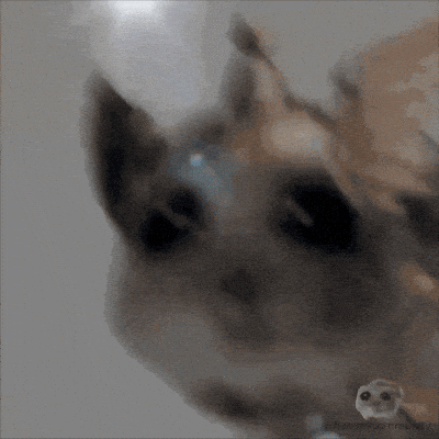 Hamster Meme 10 - Funny Hamster GIF