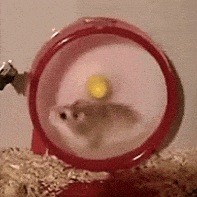 Hamster Meme 4 - Funny Hamster GIF