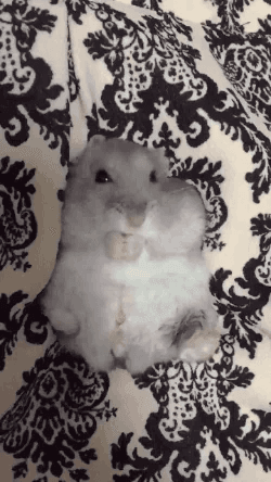 Hamster Meme 5 - Funny Hamster Image