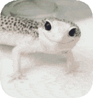 Lizard Meme 1 - Funny Lizard Reaction GIF