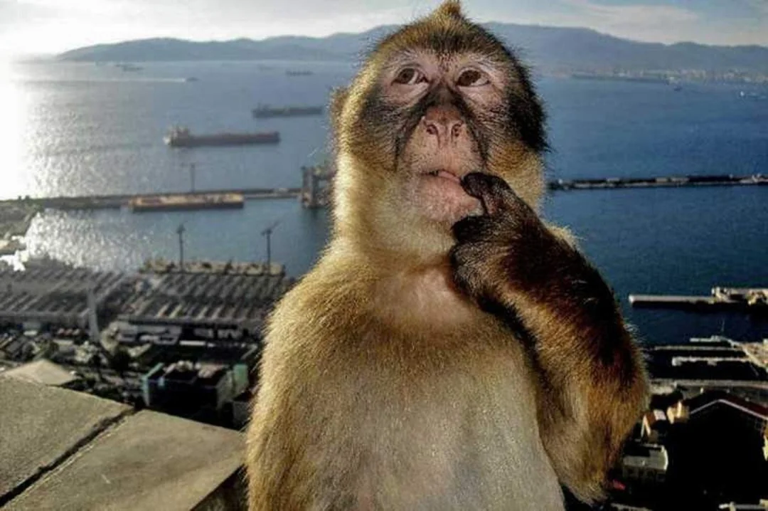 Monkey Thinking Meme Template