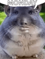 Monday Meme 16 - Funny Monday Image