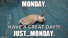 Monday Meme 9 - Funny Monday GIF
