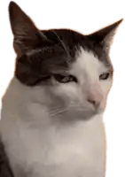 Side Eye Meme 4 - Funny Side Eye Reaction Image